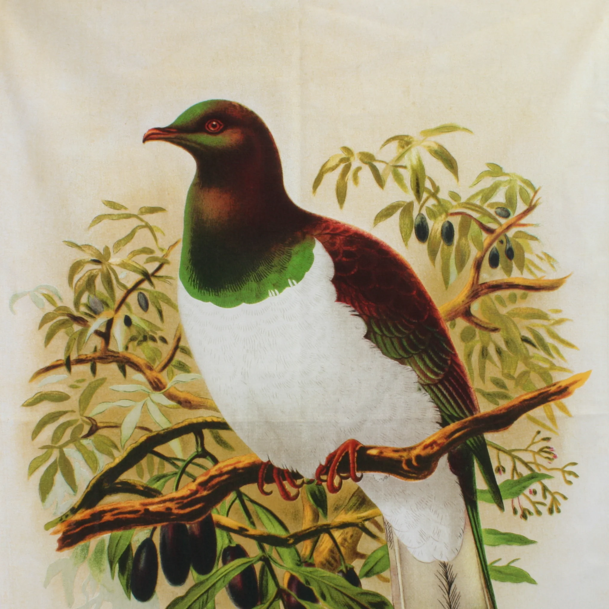 New Zealand Retro Tea Towel Wood Pigeon - Image 2